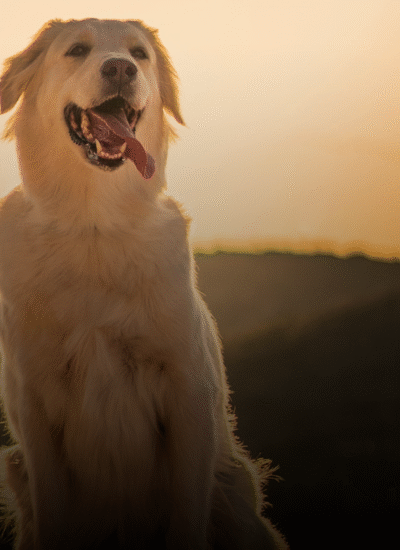 Yosen Veterinary